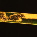 Argyresthia fundella - Grofgevlekte pedaalmot