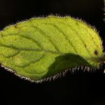 Stephensia brunnichella - Halsbandmineermot