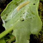 Teleiopsis rosalbella - Vale gordelpalpmot