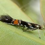 Cosmopterix zieglerella - Hopprachtmot