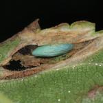 Phyllonorycter schreberella - Fraaie iepenvouwmot