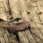 Caloptilia azaleella - Azaleasteltmot