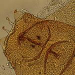 Phyllonorycter klemanella - Goudrugelzenvouwmot
