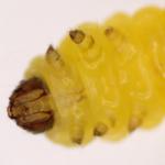 Phyllonorycter leucographella - Vuurdoornvouwmot