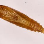 Phyllonorycter maestingella - Beukenvouwmot