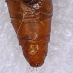 Limnaecia phragmitella - Lisdoddeveertje
