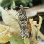 Rhopobota stagnana - Duifkruidbladroller