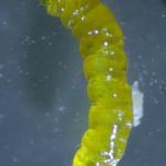 Trifurcula immundella - Gewone drievorkmot