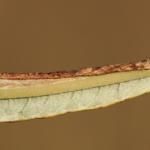 Phyllonorycter viminetorum - Grauwe wilgenvouwmot