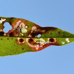 Antispilina ludwigi op Persicaria bistorta - Rocherath ~ Naturschutzgebiet der Holzwarche (Luik) 23-06-2017 ©Steve Wullaert