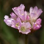 Aremeria maritima subsp. halleri - Trooz ~ La Rochette (Namen)  22-09-2018 ©Philippe Vanmeerbeeck