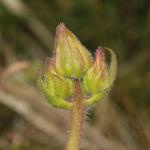 Arnica montana (valkruid) - KU Leuven Plantengids ©Paul Busselen