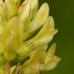 Astragalus glycophyllos (hokjespeul) - KU Leuven Plantengids ©Paul Busselen