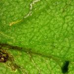 Bucculatrix nigricomella - Margrietooglapmot