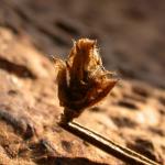 Coleophora saturatella - Driekleurige bremkokermot