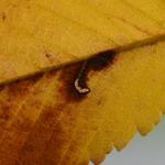 Bucculatrix ulmifoliae - Donkere iepenooglapmot