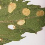 Coleophora follicularis - Koninginnekruidkokermot