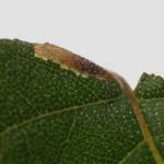 Coleophora milvipennis - Spatelberkkokermot