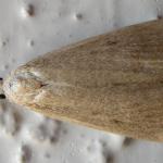 Calamotropha paludella - Lisdoddesnuitmot