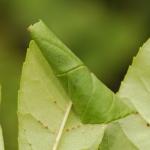 Caloptilia cuculipennella - Grauwe steltmot