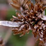 Coleophora argentula - Duizendbladkokermot