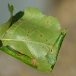 Caloptilia betulicola - Bruine berkensteltmot