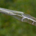 Calyciphora albodactylus - Aywaille ~ Heid des Gattes (Luik) 16-06-2018 ©Steve Wullaert