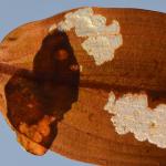 Elophila nymphaeata - Waterleliemot
