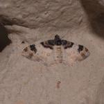 Catorhoe cuculata - Nismes ~ Tienne Breumont (Namen) 21-07-2018 ©Steve Wullaert