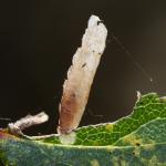 Coleophora adjectella - Beauraing ~ Grand Quarti (Namen) 15-09-2018 ©Philippe Vanmeerbeeck