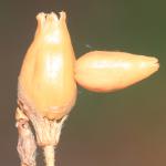 Coleophora albella - Witrandkokermot