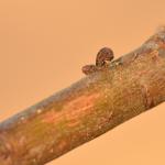 Coleophora anatipenella - Witte meidoornkokermot