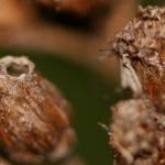 Coleophora argentula - Duizendbladkokermot