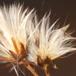 Coleophora asteris - Asterkokermot
