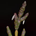 Coleophora atriplicis - Lichtbruine meldekokermot