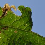 Coleophora auricella op Stachys officinalis (betonie) - Doische ~ Le Baquet (NA) 30-04-2023 ©Steve Wullaert