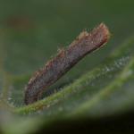 Coleophora badiipennella - Iepenkokermot
