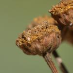 Coleophora bornicensis - Arlon ~ Domaine Privé (Luxemburg) 25-08-2018 ©Steve Wullaert 