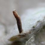 Coleophora conyzae - Heelblaadjeskokermot