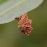 Coleophora cornutella - Lichtbruine berkkokermot 