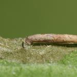 Coleophora follicularis - Koninginnekruidkokermot