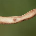 Coleophora gallipennella - Hokjespeulkokermot