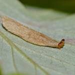 Coleophora gryphipennella - Rozenkokermot