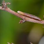 Coleophora hydrolapathella - Moeraskokermot