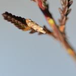 Coleophora juncicolella - Kalmthout ~ De Kalmthoutse Heide - Stappersven (Antwerpen) 24-03-2018 ©Steve Wullaert
