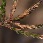 Coleophora juncicolella op Calluna vulgaris (struikhei) - Oignies ~ Bois d'Oignies (natuurpark Viroin - Hermeton) - (Namen) 31-03-2018 ©Steve Wullaert 