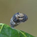 Coleophora kuehnella - Nismes ~ Tienne Breumont (NA) 04-05-2023 ©Steve Wullaert