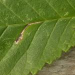 Coleophora limosipennella - Lichte Iepkokermot