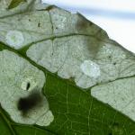 Coleophora lineola - Andoornkokermot