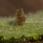 Coleophora lineolea - Furfooz ~ Parc naturelle de Furfooz (Namen) 09-10-2021 ©Steve Wullaert